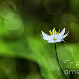 Starflower 2 by Veikko Suikkanen