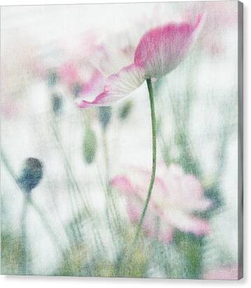 Suffused With Light Iii Canvas Print