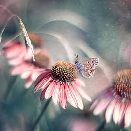 Summer Wonderland by Magda Bognar