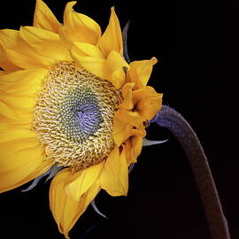 Sunflower 031708 by Julie Powell