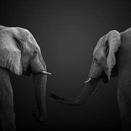 T I T A N S by Fegari