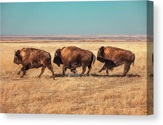 Tatanka Canvas Art Print by Todd Klassy
