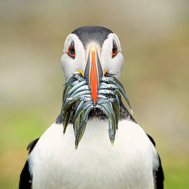 The Big Catch by Fegari