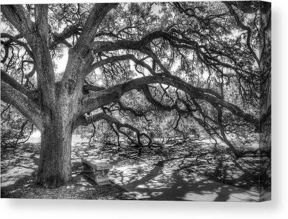 The Century Oak Canvas Art Print by Scott Norris