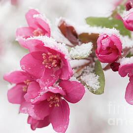 The End of Winter by Ana V Ramirez