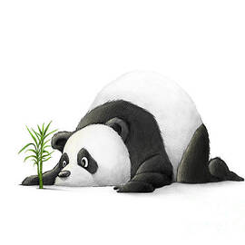 The Patient Panda by Michael Ciccotello