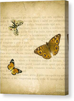 Butterfly Canvas Prints for Sale