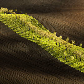 The Ribbon by Piotr Skrzypiec