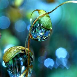 The Threesome by Sharon Johnstone