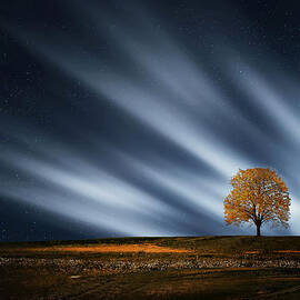 Tree at night with stars by Bess Hamiti