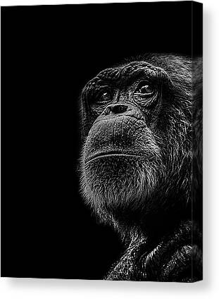 Chimpanzees Canvas Prints for Sale
