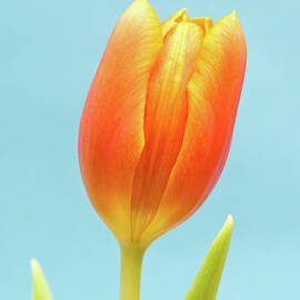 Tulip on Blue by Wim Lanclus