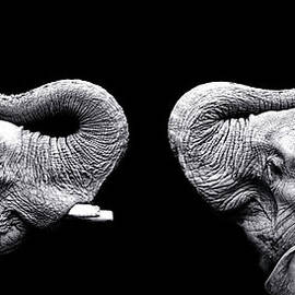 Two Elephants Face To Face by Malcolm Macgregor