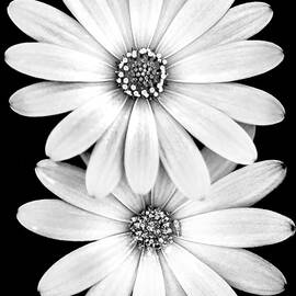 Two Flowers by Az Jackson