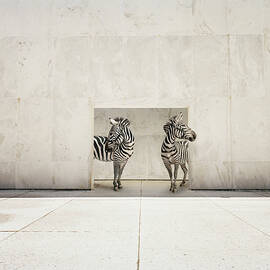 Two Zebras At Doorway Of Large White by Matthias Clamer