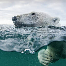 Underwater Polar Bear In Hudson Bay by Paul Souders