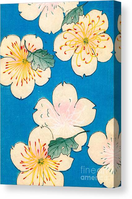 Vintage Japanese illustration of dogwood blossoms Canvas Art Print by Japanese School