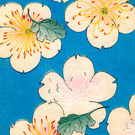 Vintage Japanese illustration of dogwood blossoms by Japanese School