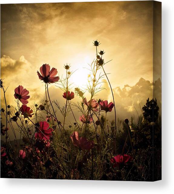 Watching the Sun Canvas Art Print by Christian Marcel