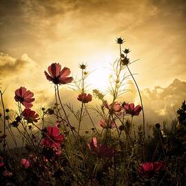 Watching the Sun by Christian Marcel