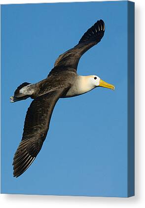 Albatross Canvas Prints for Sale