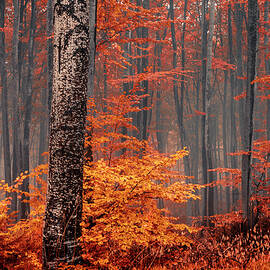 Welcome To Orange Forest by Evgeni Dinev