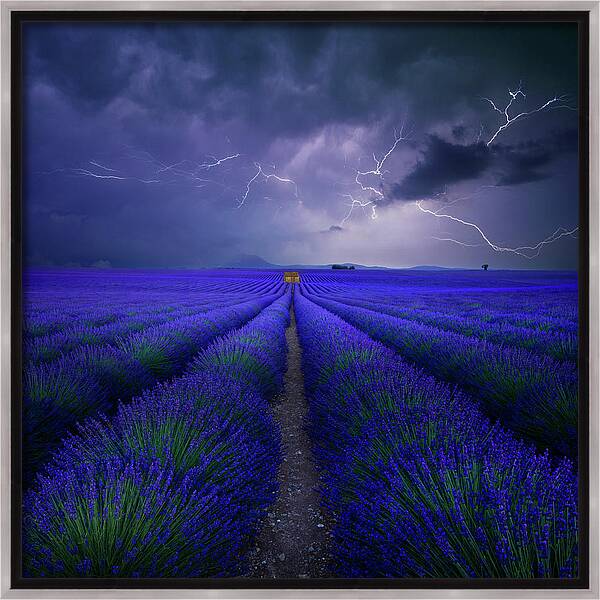 Wetter Im Lavendelfeld Framed Canvas Print