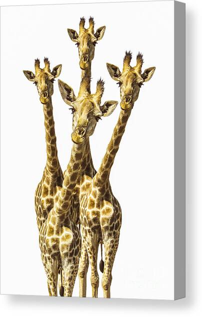 What are YOU looking at? Canvas Art Print by Diane Diederich