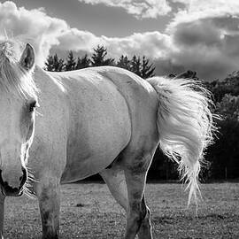 White Horse Tail Swish by Nicklas Gustafsson