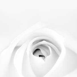White Rose by Scott Norris