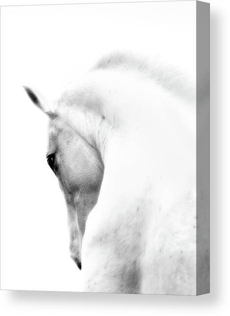 White Stallion Andalusian Horse Neck Canvas Art Print by 66north