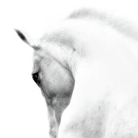 White Stallion Andalusian Horse Neck by 66north