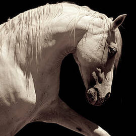 White Stallion Horse Andalusian by 66north