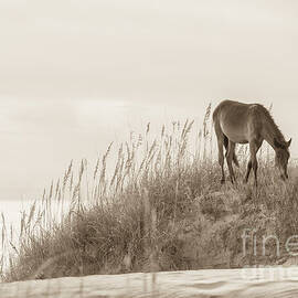 Wild Horse on the Outer Banks by Diane Diederich