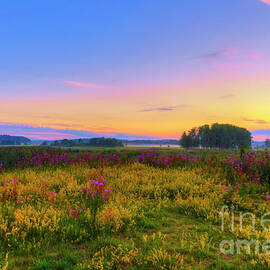 Wildflower meadow by Veikko Suikkanen