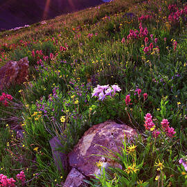 Wildflower Sunburst On Stony Pass by Mike Berenson