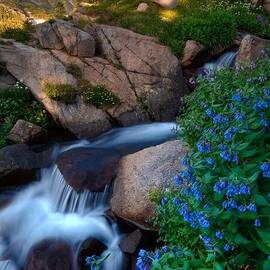 Wildflowers And Waterfalls In The Indian Peaks by Mike Berenson