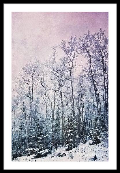 Winter Forest Framed Print