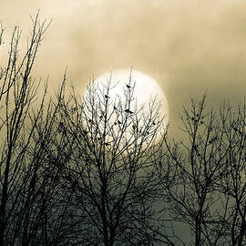 Winter Into Spring by Bob Orsillo Studio d'artista