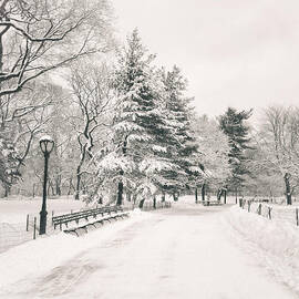 Winter Path - Snow Covered Trees in Central Park by Vivienne Gucwa
