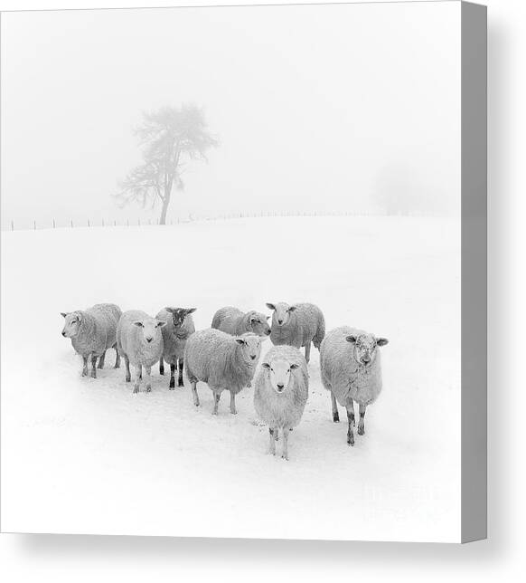 Winter Woollies Canvas Art Print by Janet Burdon