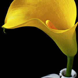Yellow calla lily in black and white vase by Garry Gay