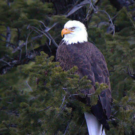 Yelowstone's Majesty by Ryan Smith