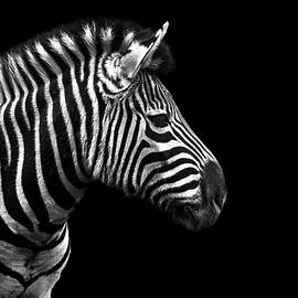 Zebra In Black And White by Malcolm Macgregor