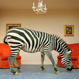 Zebra In Living Room Smelling Rug, Side by Matthias Clamer