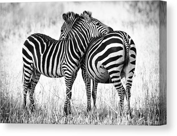 Zebra Love Canvas Art Print by Adam Romanowicz