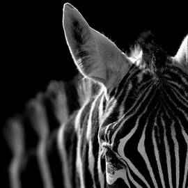 Portrait of Zebra in black and white by Lukas Holas