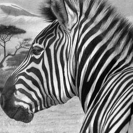 Zebra by Tim Dangaran