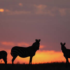 Zebras At Sunset by Gp232