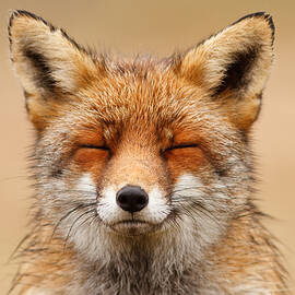 Zen Fox Red Fox Portrait by Roeselien Raimond